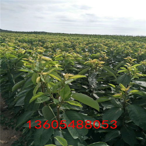 黑珍珠樱桃，果实呈黑珍珠状