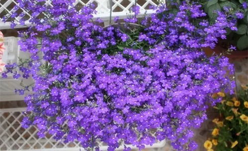 二、六倍利：吊盆里的彩蝶