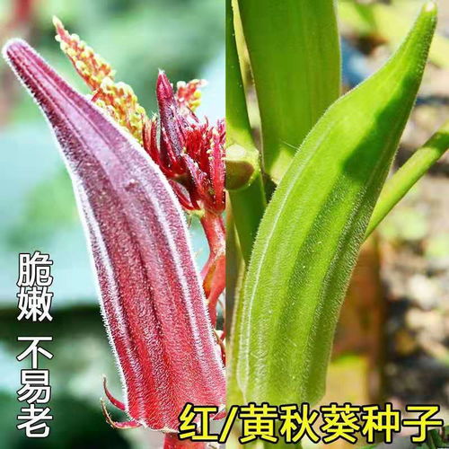 第三步：科学播种