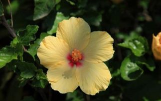 扶桑花掉花骨头，是何原因导致