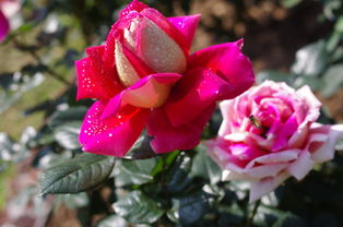 走进深圳人民公园月季花展， 感受花的海洋