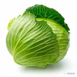 包心菜：冬季的丰收