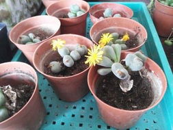 韩彩莲多肉——爆款花卉新宠，韩彩莲状态图走红！