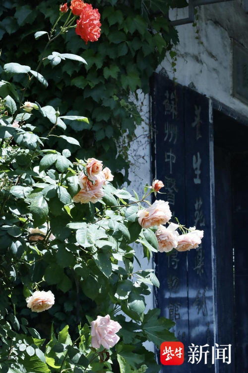 种植区域：科塞特月季适合在哪些地区种植？