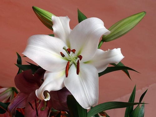 玫瑰、牡丹、百合，这些花中哪一种最代表爱情