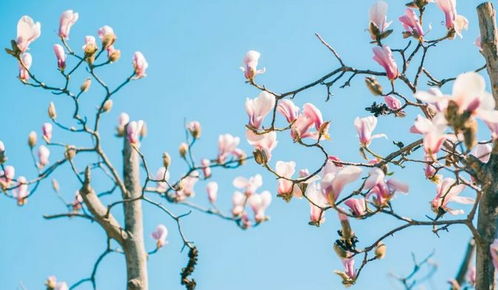 赏花盛宴，美景如画