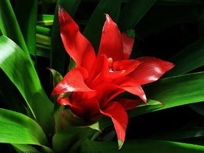 十大Zui美凤梨花品种， 你认识几个