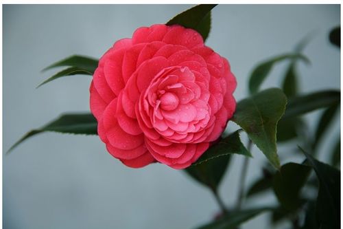 嫁接茶花后期的管理