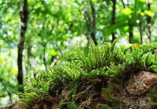 种子处理四部曲