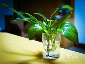 4. 多肉植物：迷你“氧吧”