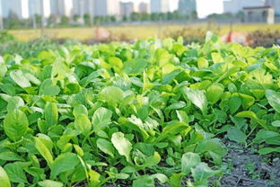 青菜种植小贴士：选对除草剂， 保青菜平安
