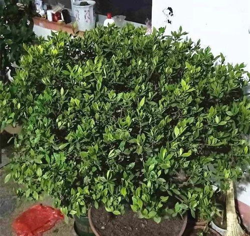 种花图片中爱黄叶的原因是什么？