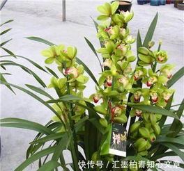 兰花养殖方法有哪些？如何避免养死兰花