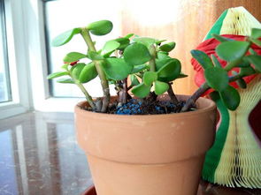 五步打造完美浇水方案