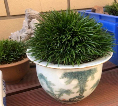 菖蒲几天浇水一次？需要定期浇水吗