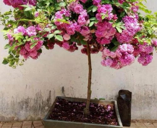 月季树嫁接，选对接穗和砧木是关键