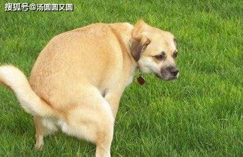 家里有狗的要注意