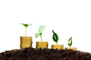 雨中的嫁接， 风干后的担心