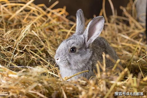 光照对家兔繁殖和生长有显著影响，需科学控制光照条件