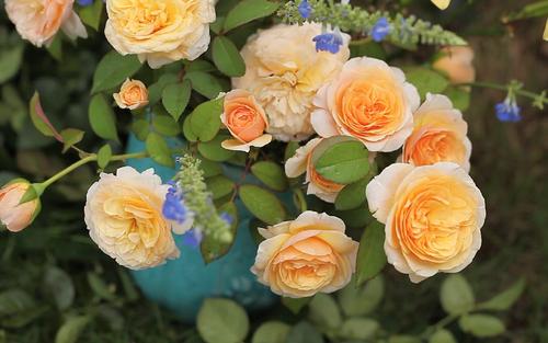 朱丽叶月季：浪漫的香气， 令人陶醉