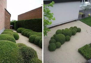 植物配置的艺术与技巧