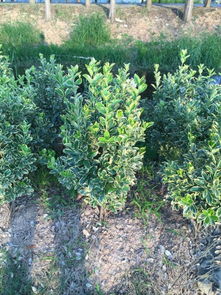 金边黄杨的栽植密度，你了解多少？