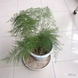文竹浇水过多怎么办？如何挽救