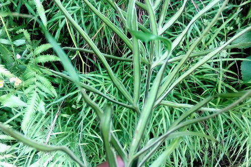 草坪草：经受剪短考验的植物