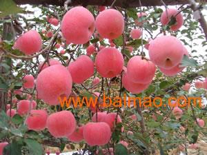 哪些花儿在春节期间绽放？