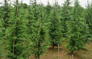 雪松的坚韧外表