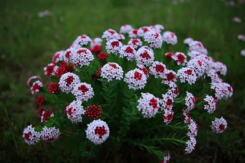 揭秘花卉的秘密， 打造神秘家园