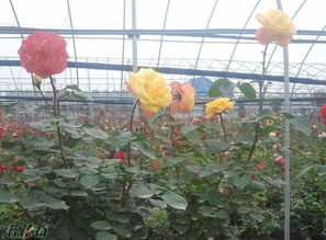 月季变色，揭秘花青素的力量