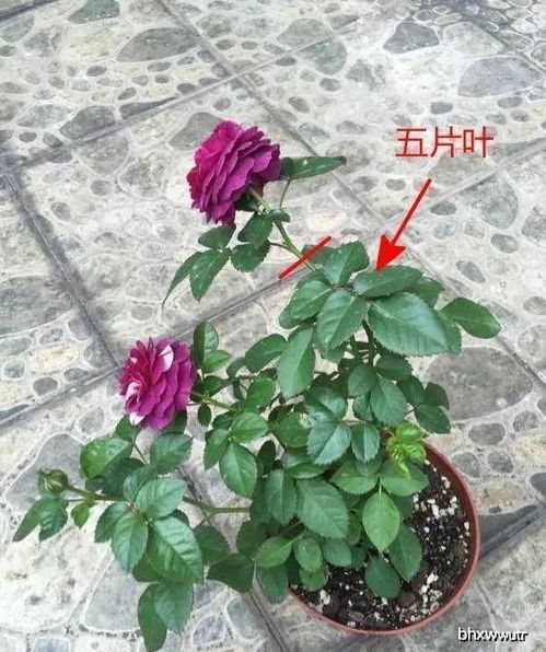 月季花修剪， 简单又实用