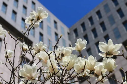 玉兰花的浇水之道