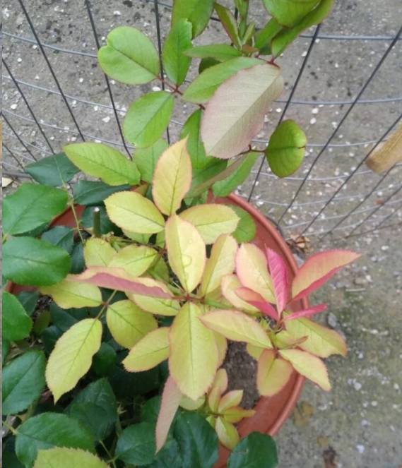 解决方法：肥料来帮忙