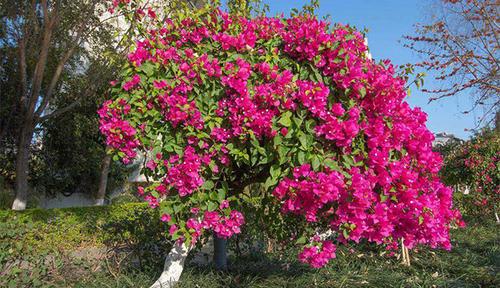 三角梅的生长小秘密