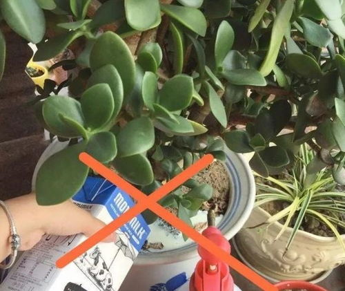 慎用品种， 仙人掌、空气凤梨、食虫植物不适合