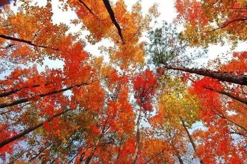 秋日的火焰：美国红枫的红色之谜