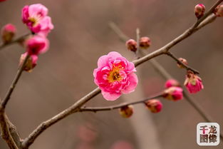 腊梅花图片来了！你见过冬日里的“雪中仙子”吗