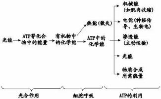 柑橘生长周期约为1年，探究其生长过程及时间要求