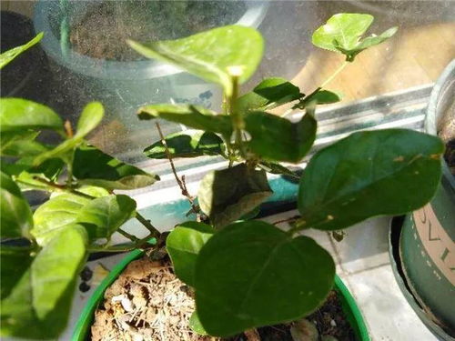 “地菜家庭种植时如何根据温度变化进行调控和日常管理