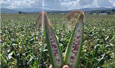 不同地区的播种日历， 新手避坑清单