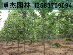 法桐小苗，指法桐树在幼苗阶段的个体