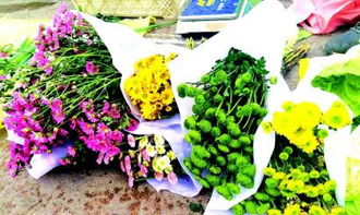 新手种植非洲菊的三个重点