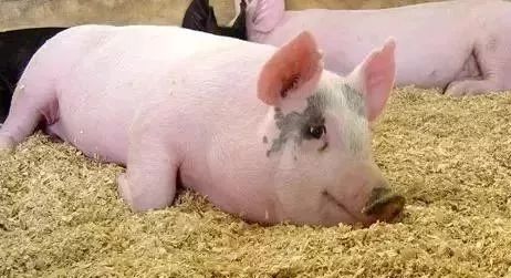 瘦肉型猪规律限制饲养新法，高效养殖新突破