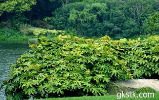 八角金盘种子的保存