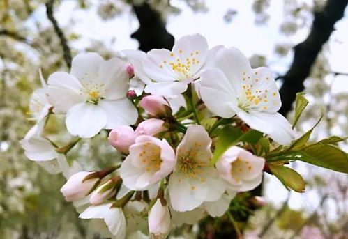 秋日浪漫， 粉色花朵种植攻略