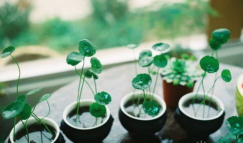 夏日炎炎，植物来帮忙！