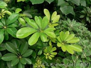 鹅掌柴养护指南：如何让植物更茂盛？