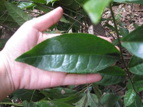 生槟榔加叶子有何奥秘？看完这篇你就懂了
